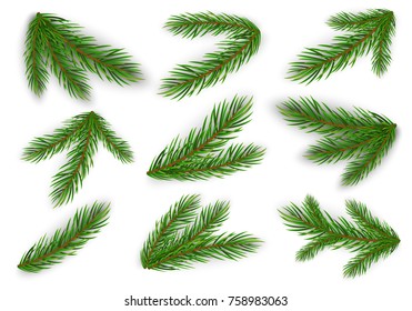 Set of fir branches. Christmas tree, pine. Vector Eps10