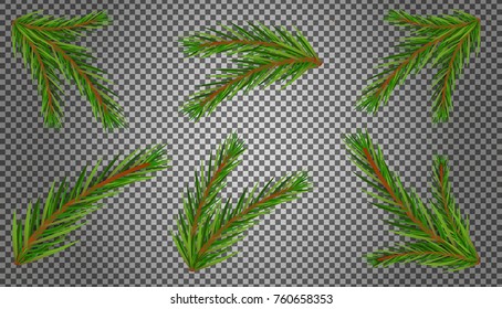 Set of fir branches. Christmas tree, pine.