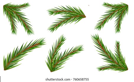 Set of fir branches. Christmas tree, pine.