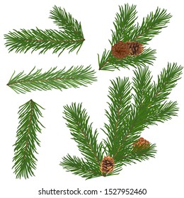 Set of fir branches with cones. Vector illustration