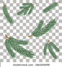 Set of fir branches on transparent background. Pine, christmas evergreen plants elements. Vector Christmas tree branches