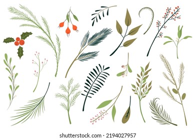 Set of fir branches vector illustration. Christmas tree, holly tree, mistletoe, winter greenery set.