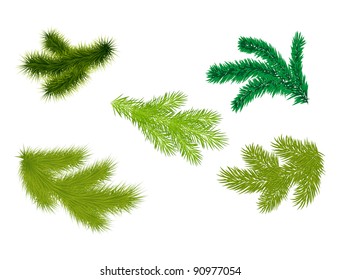 Set of fir branches. Vector illustrator.