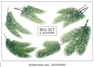  Conjunto de ramas de abeto.Rama de árbol de fir aislada,Elemento para Navidad o diseño de Año Nuevo.Símbolos verdes naturales. Ilustración vectorial
