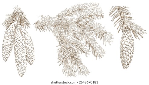 Definir o cone de abeto e o ramo da ilustração monocromática árvore de pinheiro herbário. Vetor isolado