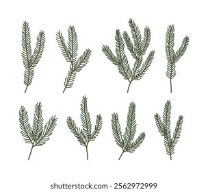 Set of fir and pine tree branches illustrations.