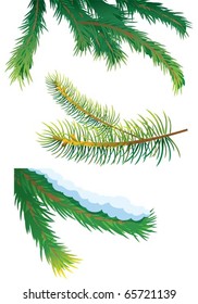 Set of fir tree branches, vector illustration
