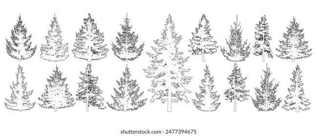 Set of fir trees for architecture and landscape design, line drawing, contour. Vector illustration