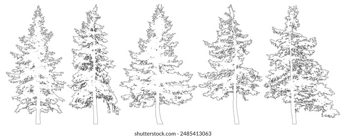 Set of fir trees for architecture and landscape design, line drawing, contour. Vector illustration