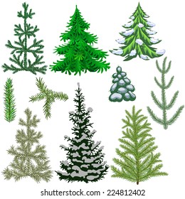 Set of fir trees and fir branches for the new year