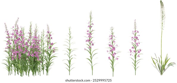 set of Fireweed flower plants on transparent background
