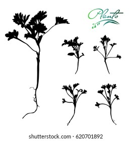 Set of first spring plants. Detailed vector illustration.