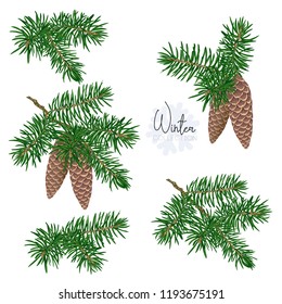 Set with fir-tree branches and cones. Isolated on white background. Colored vector illustration.
