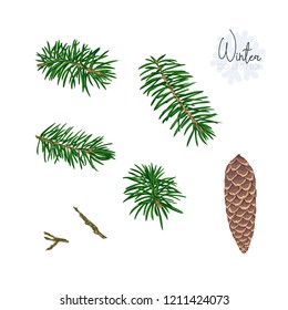 Set with fir-tree branches and cones. Isolated on white background. Colored vector illustration.
