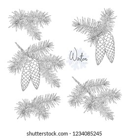 Set with fir-tree branches and cones. Isolated on white background. Outline hand drawing vector illustration.
