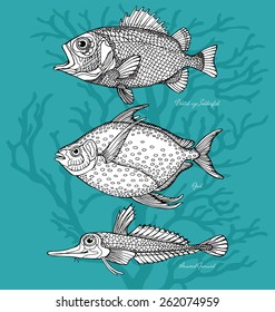 Set Fish Blotch-eye Soldierfish, Opah, Armored Gurnard Black & White