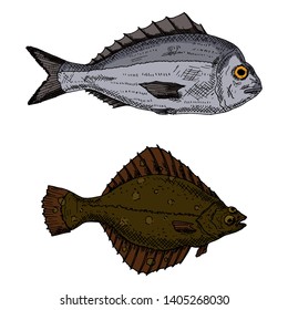 Set of fish. Dorado fish and flounder. Vector cartoon illustrations. Seafood. Hand-drawn style. Isolated objects on a white background.