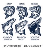 Set of Fish Emblems Vintage Style. Carp, Bass, Perch, Chinook Salmon, Rainbow Trout, Sockeye Salmon Vector Illustrations.