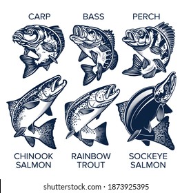 Set of Fish Emblems Vintage Style. Carp, Bass, Perch, Chinook Salmon, Rainbow Trout, Sockeye Salmon Vector Illustrations.