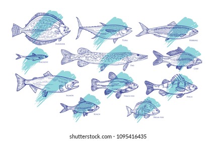 Set of fish hand drawn with contour lines against blue paint smear or brush stroke on background. Bundle of underwater animals living in sea, ocean, river, lake. Vector illustration in woodcut style