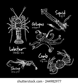 Set of fish / Hand drawn illustrations - vector / black board version