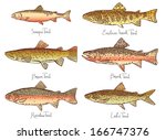 Set of fish - Illustration