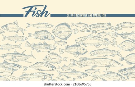 A set of fish illustrations in an engraved style. Vintage fish market design. A frame for advertising a fish products store.