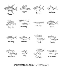 Set of fish illustrations - Hand drawn sketch - vector