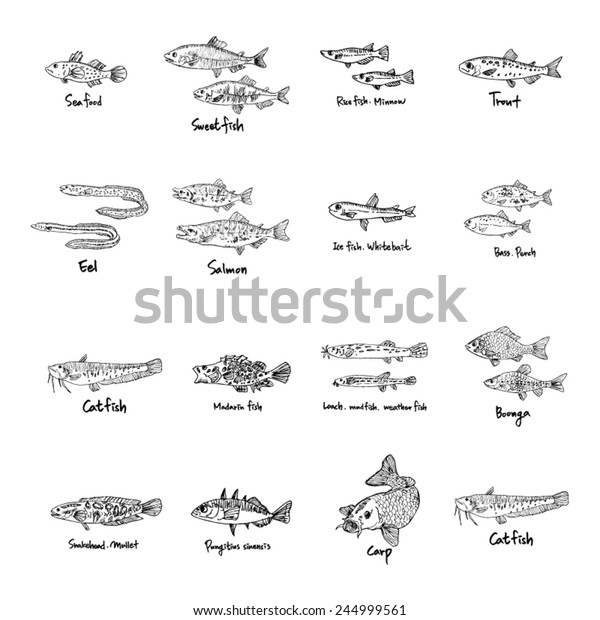 Set of\
fish illustrations - Hand drawn sketch -\
vector