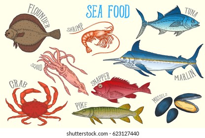 set of fish and marine fauna for the fish market or restaurant. Shrimp, squid, mussels, marlin, flounder, tuna, crab, pike, snapper