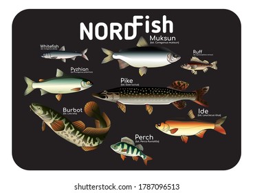 Set of fish on a black background