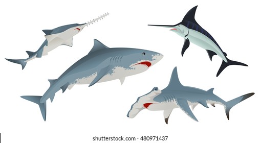 Set Fish sea animal. Isolated on white vector illustration