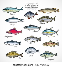 Set fish seafood watercolor hand drawn isolated on white background