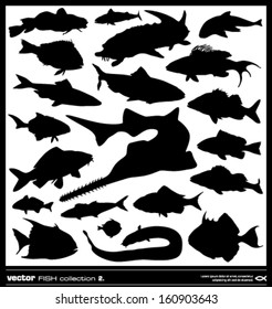 Set of fish silhouette. Vector. Salt and fresh water fish collection.