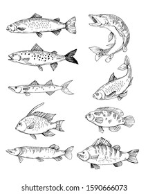 Set of fish sketches, salmon, trout, pike. Hand drawn vectoroutlines with transparent background