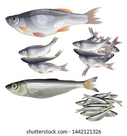 Set of fish species in realistic style. Vector illustration isolated on white background