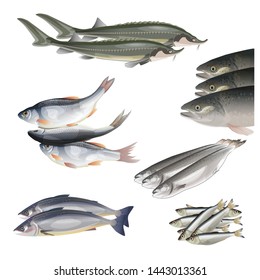 Set of fish species in realistic style. Vector illustration isolated on white background