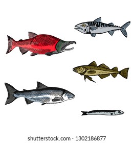 Set of fish. Vector cartoon illustrations. Isolated objects on a white background. Hand-drawn style. 