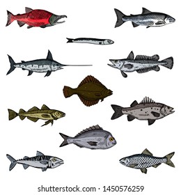 Set of fish. Vector cartoon illustrations. Seafood. Hand-drawn style. Isolated objects on a white background.