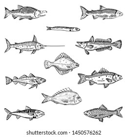 Set of fish. Vector cartoon illustrations. Seafood. Hand-drawn style. Isolated objects on a white background.