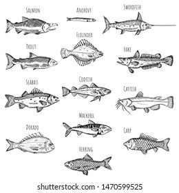 Set of fish. Vector cartoon illustrations. Seafood. Hand-drawn style. Isolated objects on a white background.