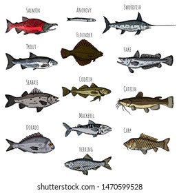 Set of fish. Vector cartoon illustrations. Seafood. Hand-drawn style. Isolated objects on a white background.