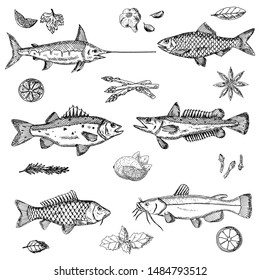 Set of fish. Vector cartoon illustrations. Seafood. Hand-drawn style. Isolated objects on the white background.