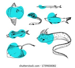 Set of fish. Vector cartoon illustrations. Seafood. Hand-drawn style. Isolated objects on a white background.
