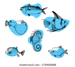 Set of fish. Vector cartoon illustrations. Seafood. Hand-drawn style. Isolated objects on a white background.