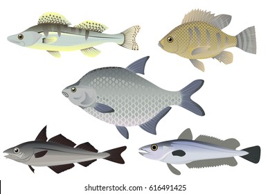 Set of fish vector illustration