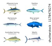 Set of fishes found in Australian coastline - Albacore tuna, sardine, barracouta, blue groper, Australian herring and marlin