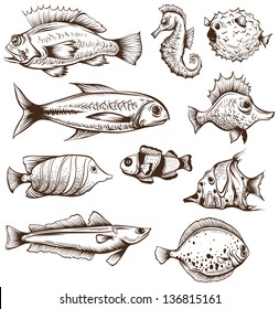 Set of fishes isolated on a white backgrounds. Hand drawn vector illustration.