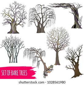 A set of five abstract bare trees with detailed branches and twigs. Vector color illustration, isolated on white background.