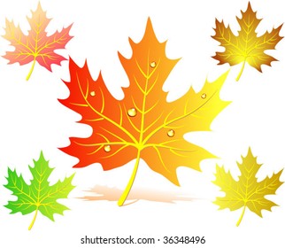 Set of five autumn maple leaves. vector